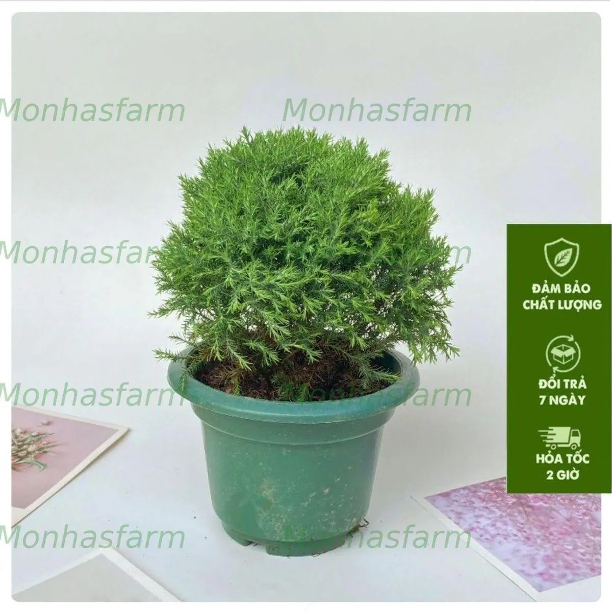 Cây Tùng Bồng Lai 15cm - Trang Trí Nội Thất & Bàn Làm Việc, Dễ Chăm Sóc