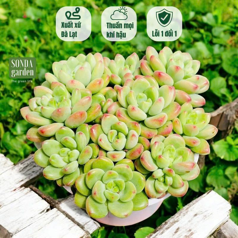 Sen đá sỏi thiên thanh xanh SONDA GARDEN size trung đường kính 10cm cây sen đá sen đá đẹp trang trí nhà cửa