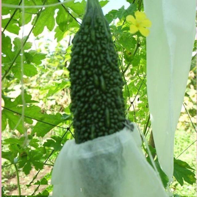 Bọc khổ qua mướp đắng dưa leo size 15x30cm 100 cái túi Túi bọc trái cây cao cấp Ánh Dương