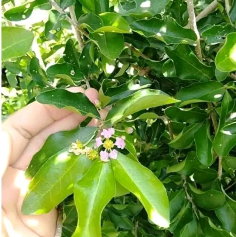 CÂY SƠ RY (CÂY GIỐNG SƠ RY NGỌT ) 2