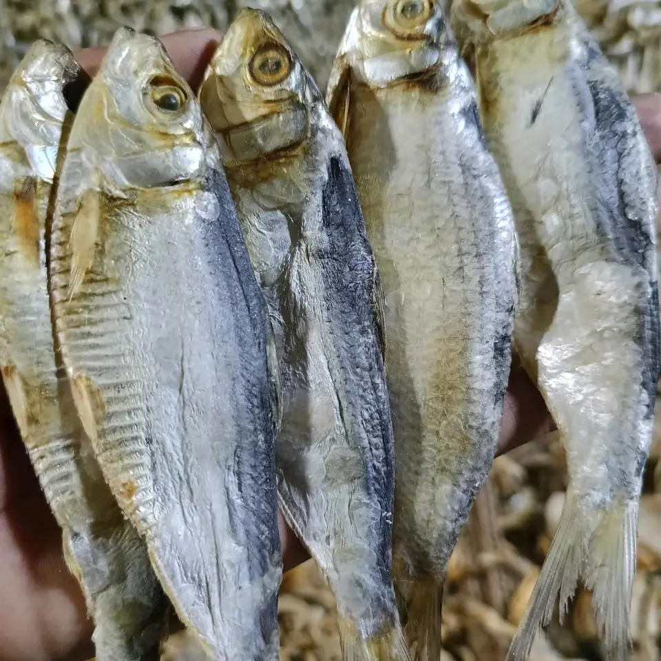 IKAN ASIN TEMBANG SUPER (KERING) Food