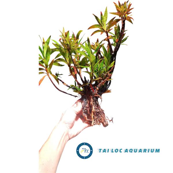  Trang trí bể cá: Mị nương cây bụi lớn - Cây bán cạn thủy sinh đẹp  HOT  
