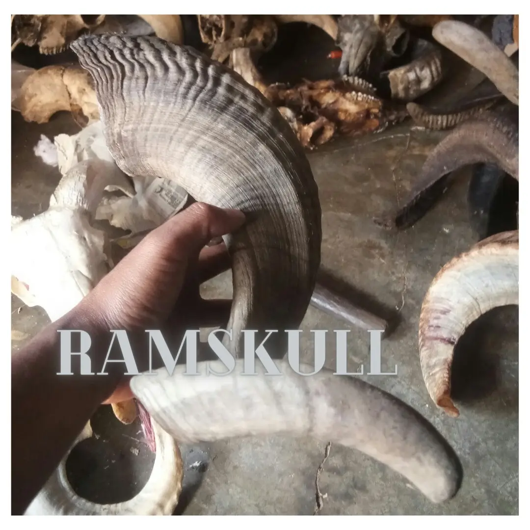 BAHAN KERAJIANAN BAHAN MEMBUAT SHOFAR