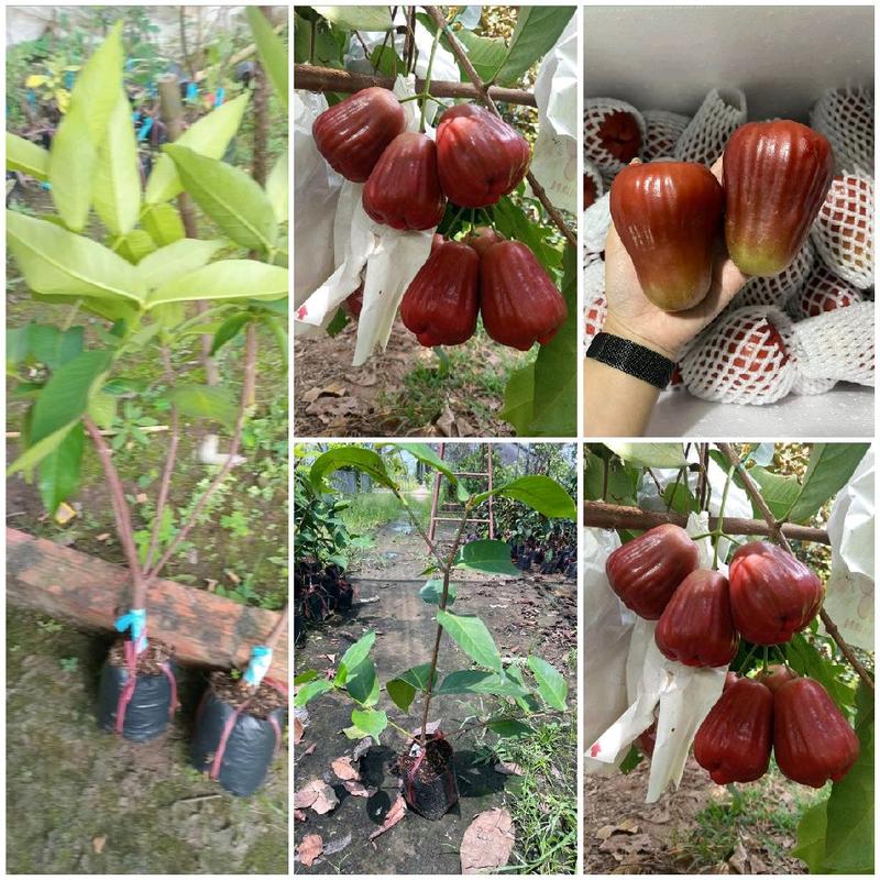  Cây giống Mận Hồng Mst -   BAO CHUẨN GIỐNG- BAO  SỐNG CHO KHÁCH  Cây tháp cành hoặc chiết cành 