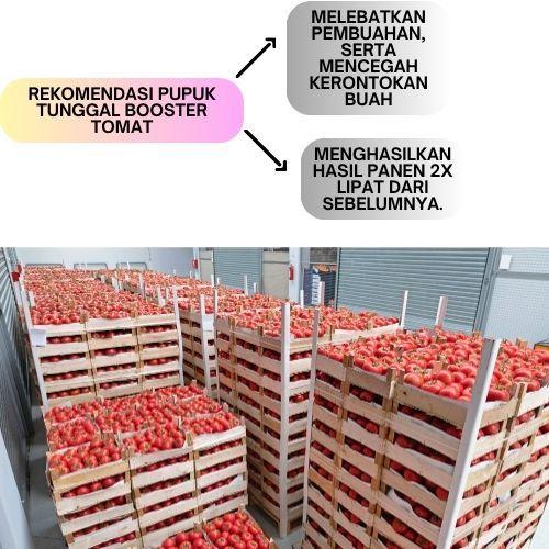 Pupuk Organik Penyubur Tomat dan Perangsang Tomat Terbaik Cepat Berbuah Lebat Nutrisi Tomat Organik 5