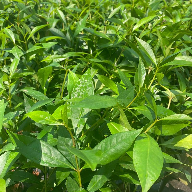 Combo 4 Cây Vối Nếp - Lá dùng pha nước uống như trà (Lỗi 1 đổi 1) 4