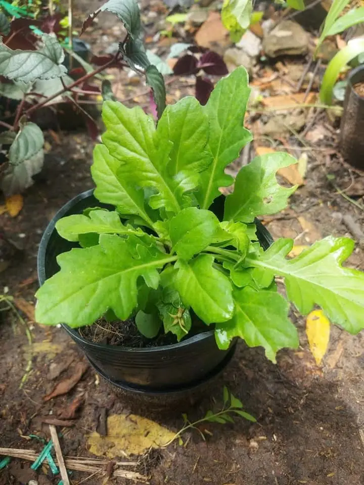 Cây giống sâm cóc, chậu C6 làm giống cây lớn