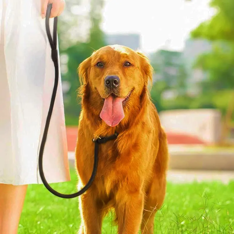Nylon Dog Leash, Pet Lead With Buckle, Adjustable Pet Walking Leash for Dogs & Cats 7
