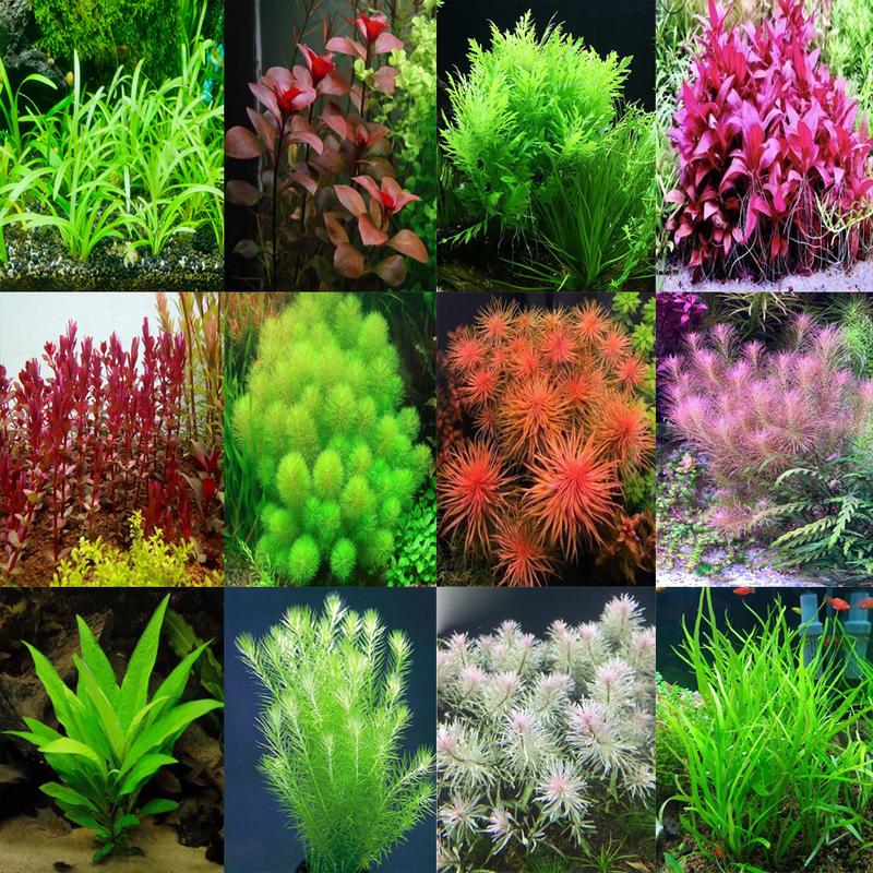 Cây thủy sinh các loại dễ trồng trang trí cho bể cá