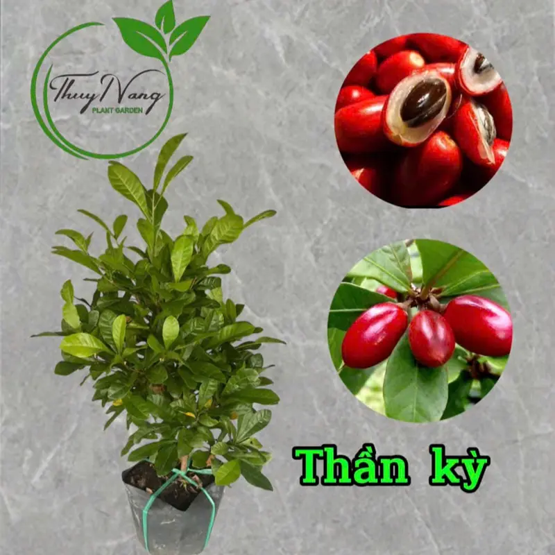 Cây giống Thần Kỳ- Synsepalum dulcificum- cây cảnh sinh trưởng khỏe 0