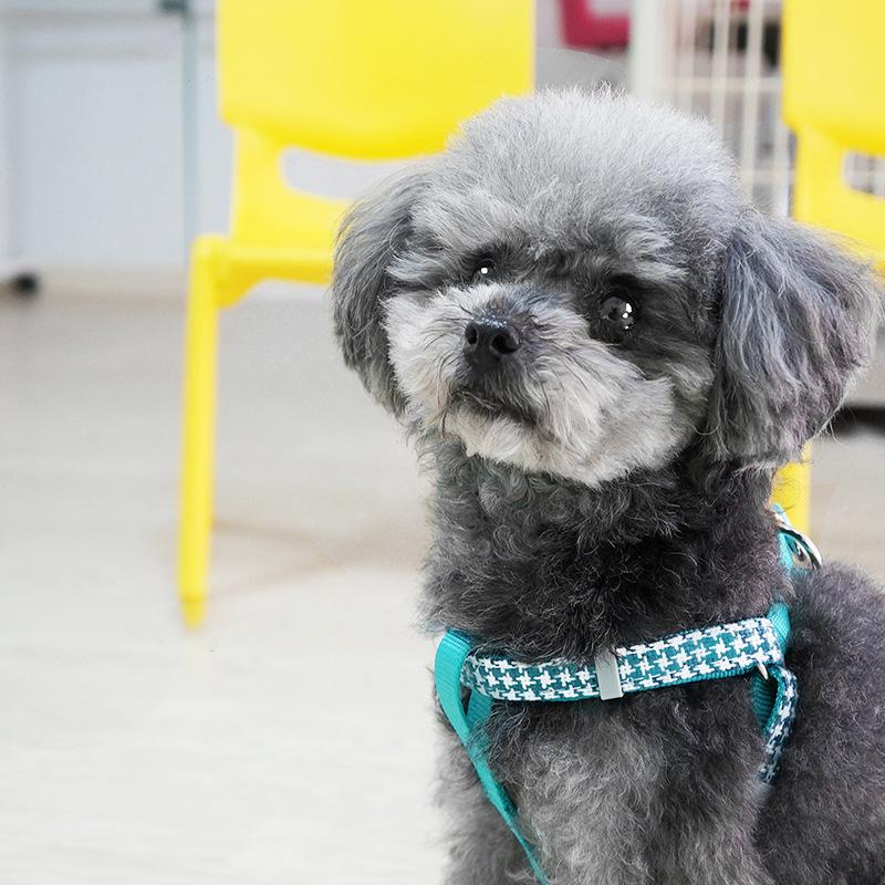 Product Introduction of Dog Harness Set including Harness and Leash (130 Cm) for Small and Medium Dogs, Pet Harness Set with Elegant Plaid Pattern-Various Colours Available 19