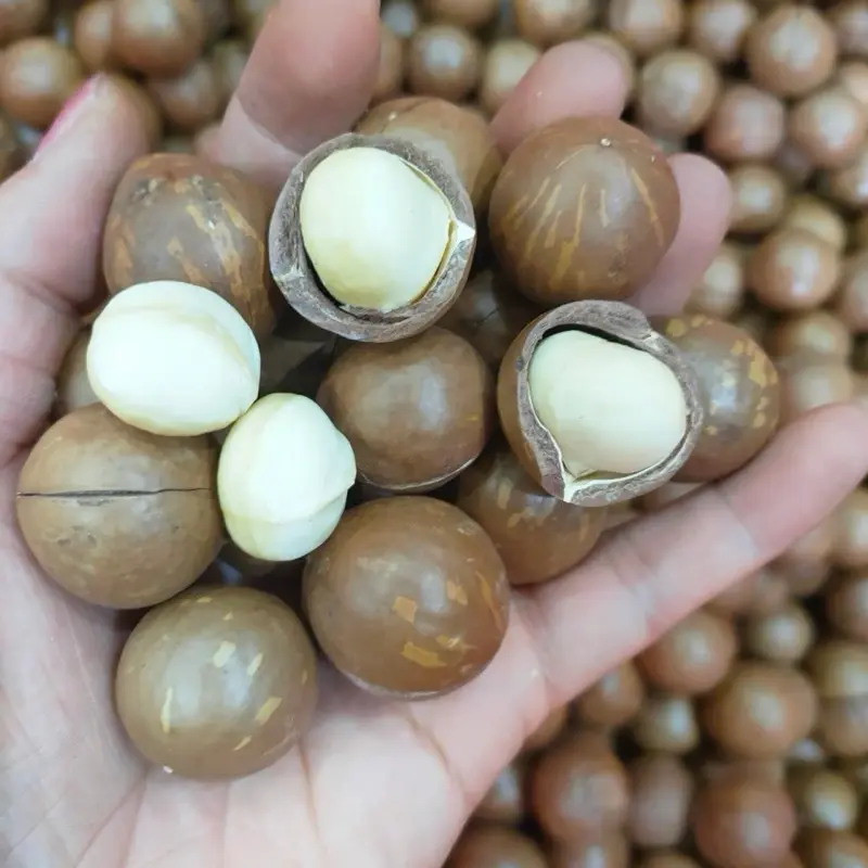 Hạt macca tốt cho sức khỏe đây ạ