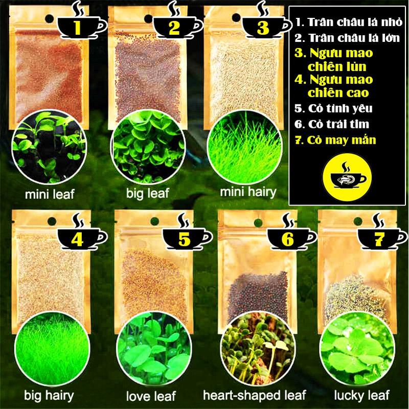 Hạt giống cây thủy sinh - hạt Trân Châu, Ngưu Mao Chiên, Cỏ Tình Yêu, Cỏ May Mắn, Cỏ Trái Tim