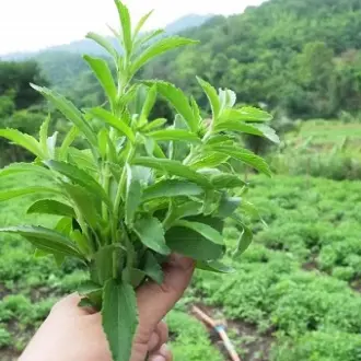 Hạt giống cây cỏ ngọt stevia (5 hạt) - cây dược liệu, tốt cho sức khoẻ 4