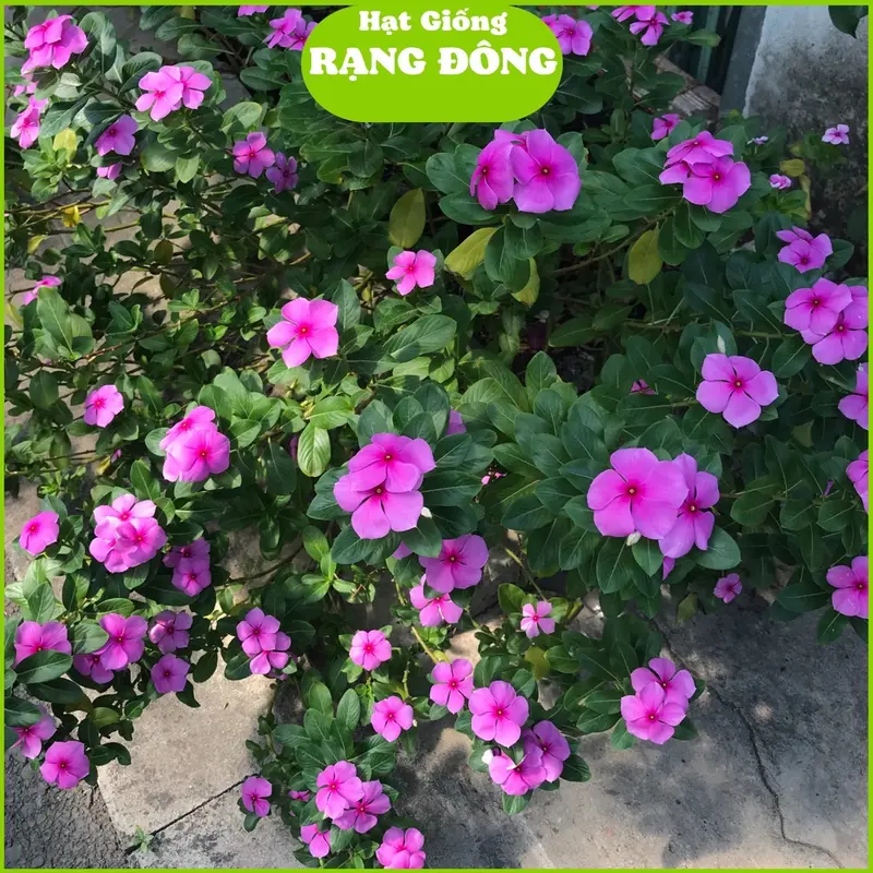 Hạt Giống Hoa Dừa Cạn Hồng RD 822 (Gói 0.03gram) Dễ chăm sóc, trồng quanh năm 0
