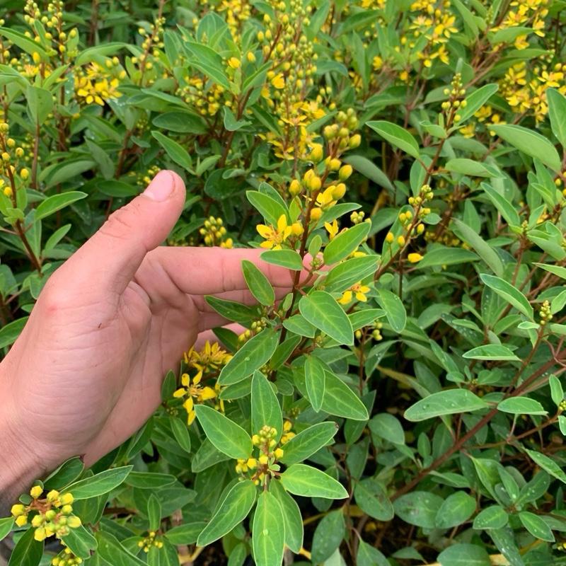 Chậu hoa kim đồng (Galphimia gracillis) - kim đồng vàng 0