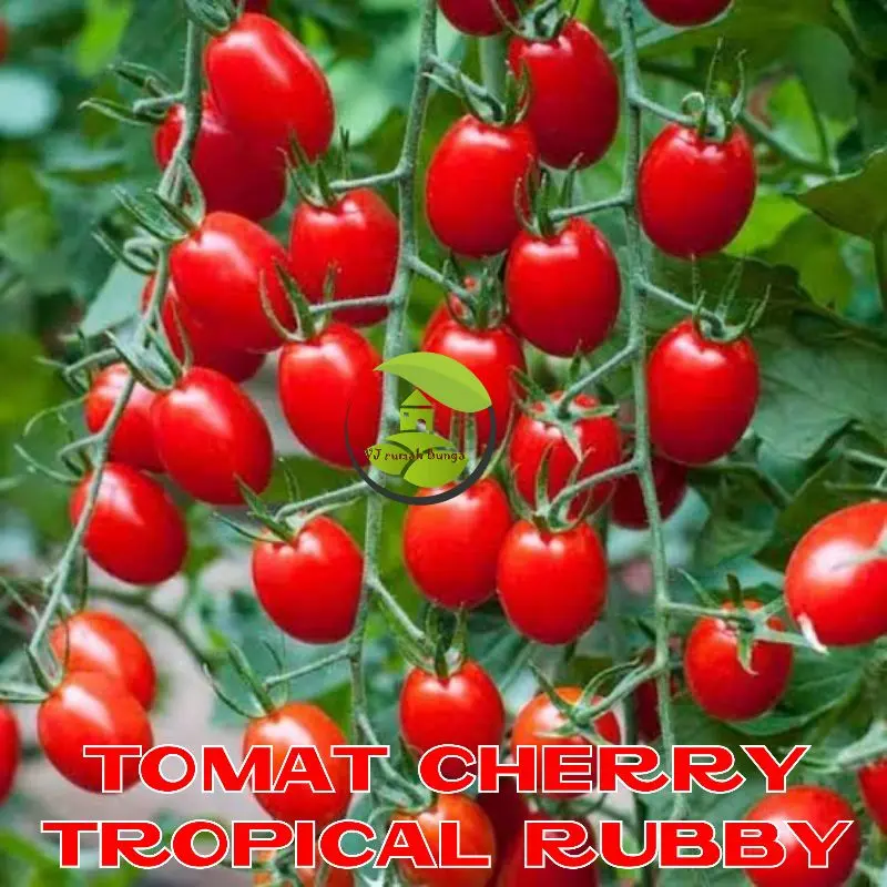 tomat tropical ruby