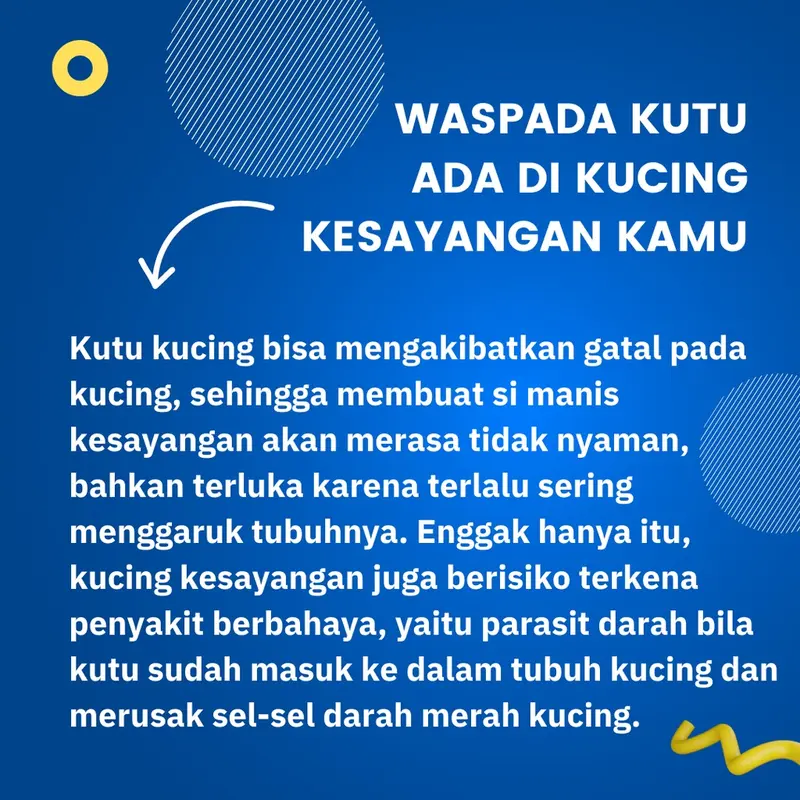 (COD) Obat Kutu Ampuh Anti Kutu Kucing Vicotick Basmi Kutu Kucing Sampai Telor-Telornya Garansi Kucing Bersih Kutu Mati 2
