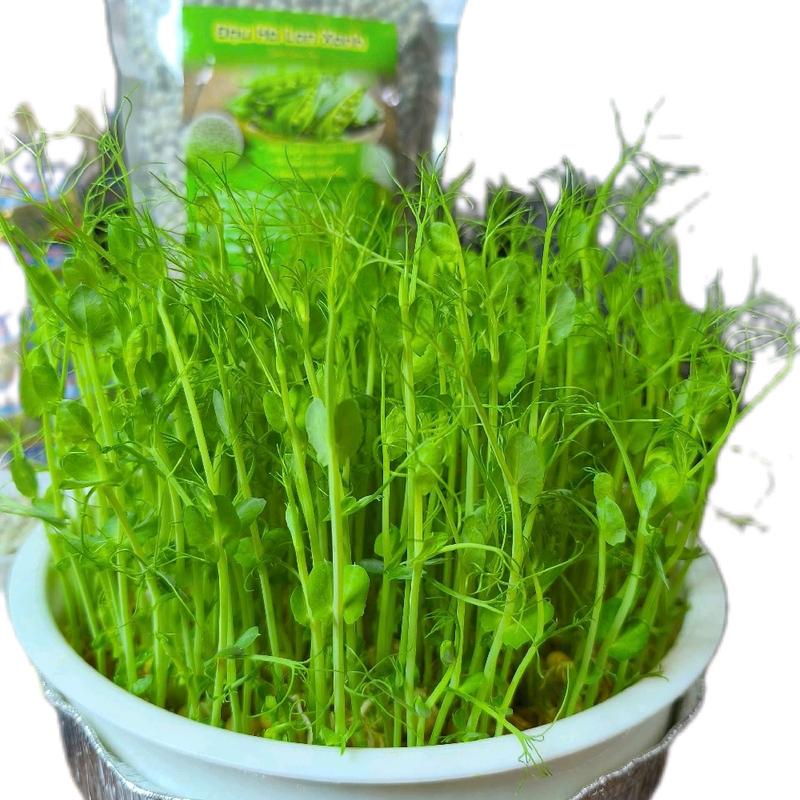  1kg hạt rau mầm Đậu Hà Lan loại siêu ngọn dễ trồng 
