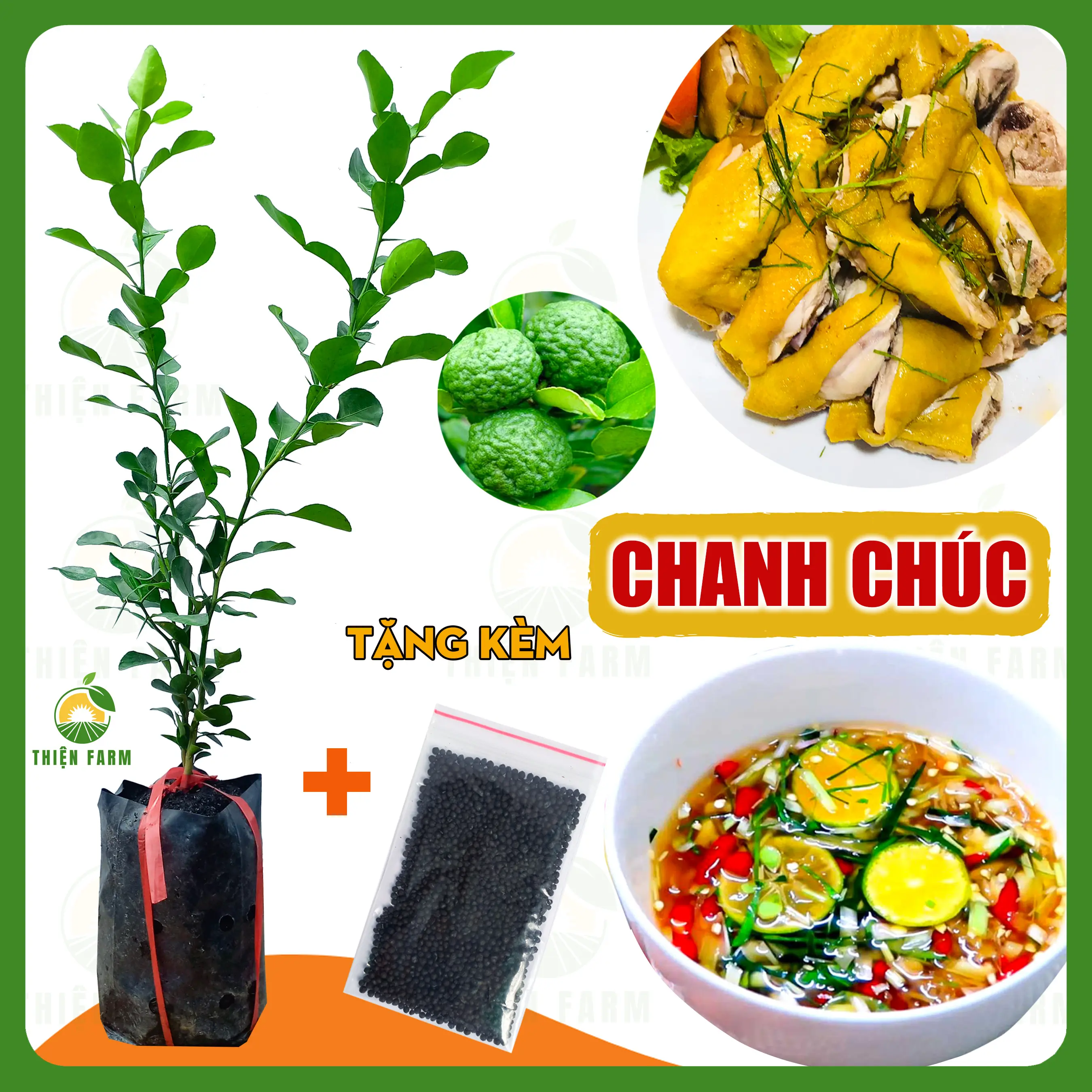 Cây Chanh Chúc – Chanh Thái THIỆN FARM dùng hấp gà, làm nước chấm, gia vị nấu ăn thơm ngon, cây trồng chậu, thùng xốp