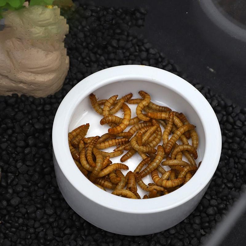 Product Introduction of Creative Ceramic Lizard Bowl White Round Reptile Feeding Dish Escape Proof Aseptic Food Container Amphibians 10