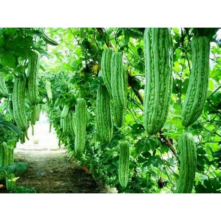 Product Introduction of Organic Vegetable Seeds Natural - Buy 1 Take 1 for a Lush Garden 4
