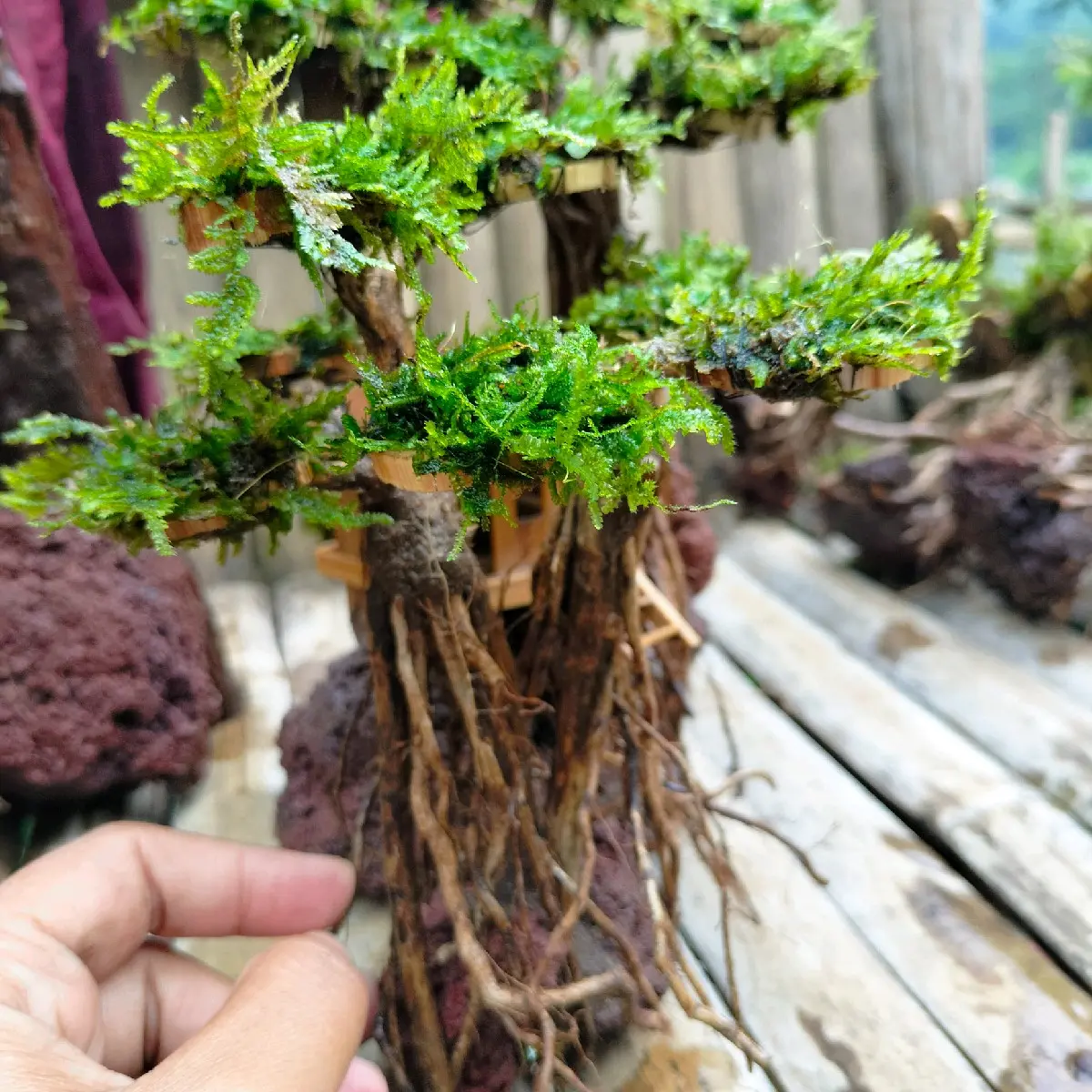 pohon bonsai sintetis aquarium Hiasan