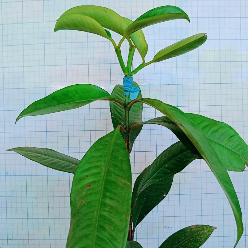 Cây Giống Măng Cụt Thái - Nhanh Cho Trái