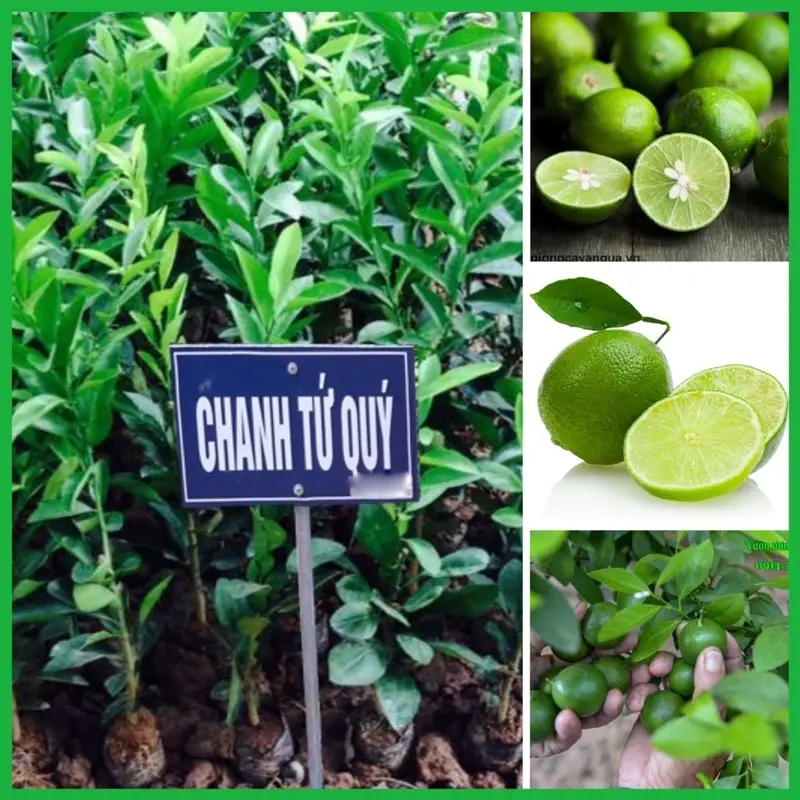 Cây chanh tứ quý ra quả quanh năm cao 50-60 cm