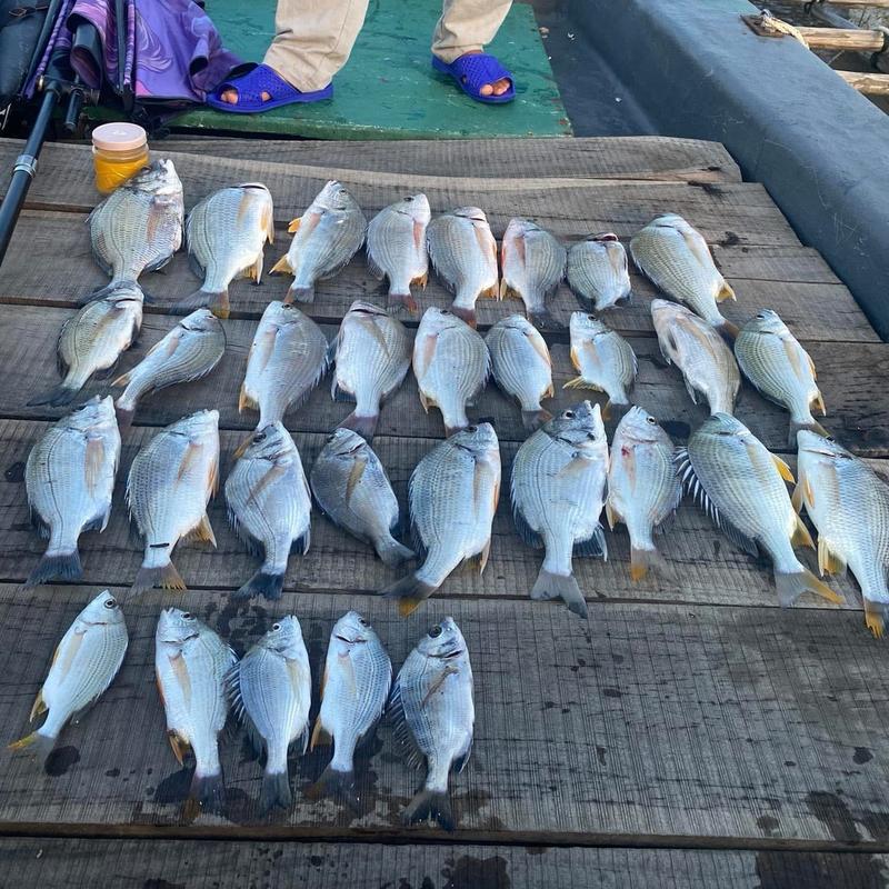 Mồi bột Ikada , iso chuyên Tráp , Hanh, rìa, bagai, cá song Fishing 3