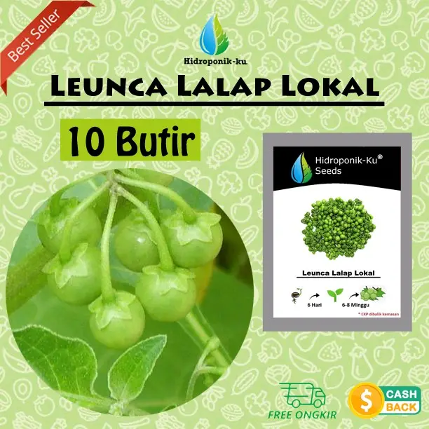 Bibit / Benih Leunca Lalap Lokal (10 biji) - Hidroponik Ku