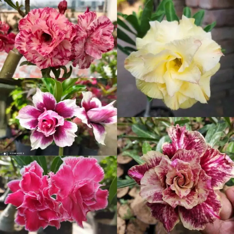 ( BISA COD ) PROMO! Tanaman Bunga Adenium Kamboja Jepang Bunga Tumpuk Tanaman Hias Adenium Kemboja Jepang Bunga Hias Cambodja Jepang Pohon Adenium Bunga Kambodja Jepang Media Plastik Pot  Jam Meja 5