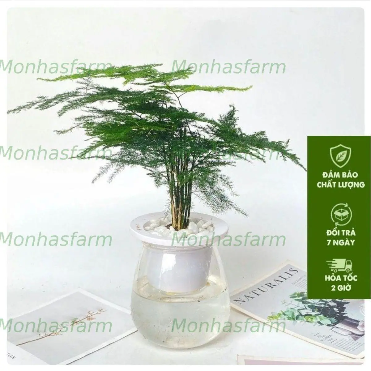 Cây Thủy Tùng Mini Thủy Sinh 25cm - Cây Để Bàn, Dễ Chăm Sóc, Trang Trí Không Gian Hiện Đại