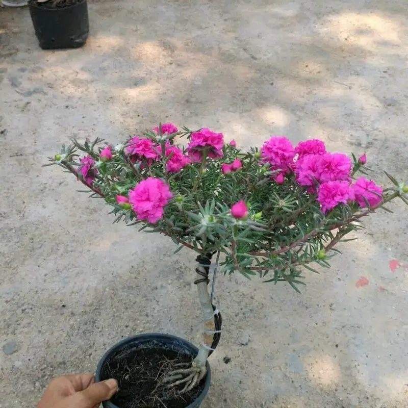 gốc hoa mười giờ Trung Quốc bonsai 3