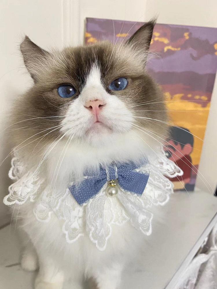 Product Introduction of Pet Collar Romantic Bowknot Cat Lace Collar with Adjustable Straps Lace Mesh Dog Collar Stylish Lace Mesh Dog Bib Pet Supply 10