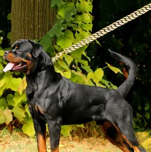 Rantai Anjing 90 cm Polos Gold Premium, Tebal dan Kokoh buat Doggy besar