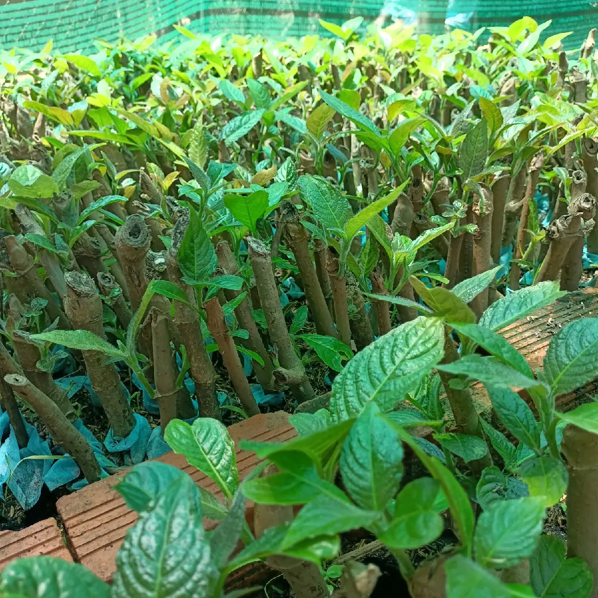 Trồng lấy lá chăn nuôi (Chè Khổng Lồ 10 Cây giống trồng lấy lá chăn nuôi gia súc gia cầm)