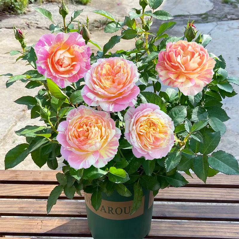 Product Introduction of ปลูกง่ายมีคุณภาพดี ดอกกุหลาบ บรรจุ 100 เมล็ด คละสี Colorful Rose Seeds เมล็ดดอกไม้ เมล็ดบอนสี ต้นไม้มงคล บอนสี ดอกไม้ปลูกสวยๆ บอนสีพันหายาก CODดอกไม้ ไม้ประดับ พันธุ์ดอกไม้ ต้นบอนสี ดอกไม้ปลูก แต่งบ้านและสวน Flower Seeds for planting 81