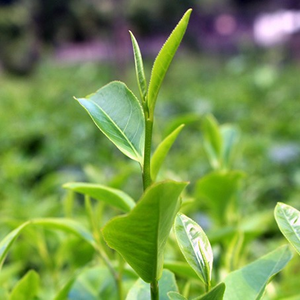 TRUNG TÂM TRÀ MTEA