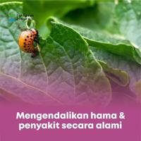 Gambar INFARM - Pestisida Nabati Serbuk Organik, Kendalikan Ulat dan Serangga Secara Alami - Anti Hama  dari Infarm Kota Administrasi Jakarta Barat 3 Tokopedia