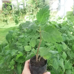 BIBIT NILAM Aceh Sidikalang Super Siap Tanam Kualitas Unggul / Stek pucuk segar / Stek batang