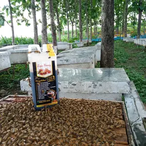 MADU HITAM, isi bersih 1000 gram,  Madu murni 100% nektar bunga akasia