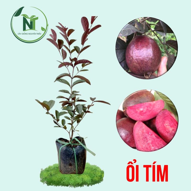 [Hàng Mới Về] Cây Giống Ổi Tím Độc Lạ - Cây Tím Lá Tím Trái Tím, Cây Ươm Hạt, Ruột Mềm, Vị Ngọt, Ít Hạt, Lùn Siêu Quả cay trong chau