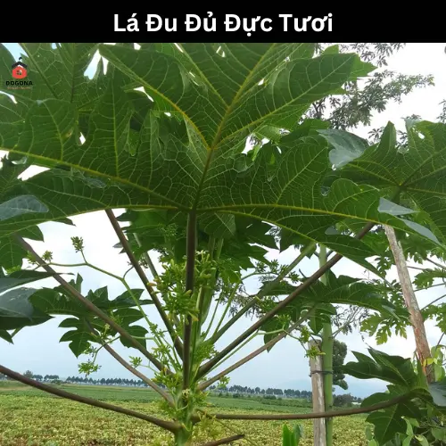 500gram Lá Cây Đu Đủ Đực Tươi - Lá Đu Đủ Đực Phơi Khô Tự Nhiên. 4