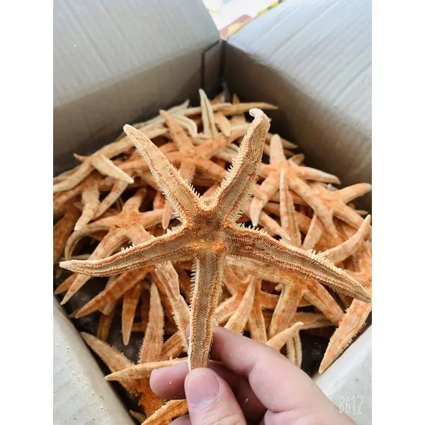 Sao Biển Cam ngâm rượu 1 con - Đông Y Chấn Hưng Long