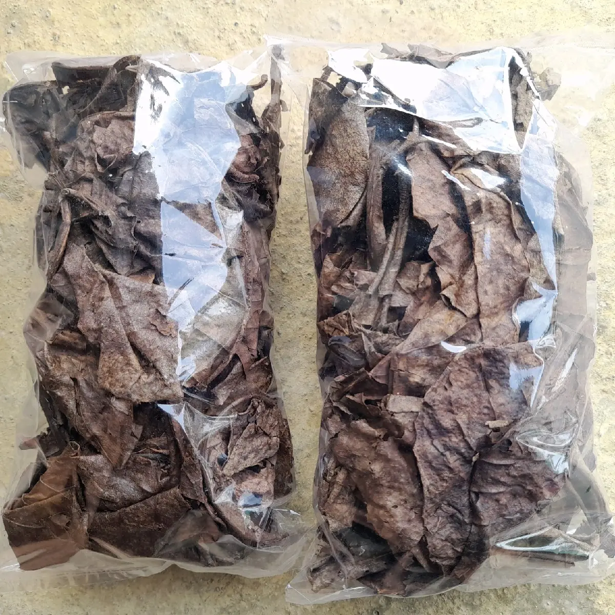 DAUN KETAPANG LAUT LUMER OLAHAN KERING SIAP PAKAI PENETRALISIR PH AIR DAN OBAT