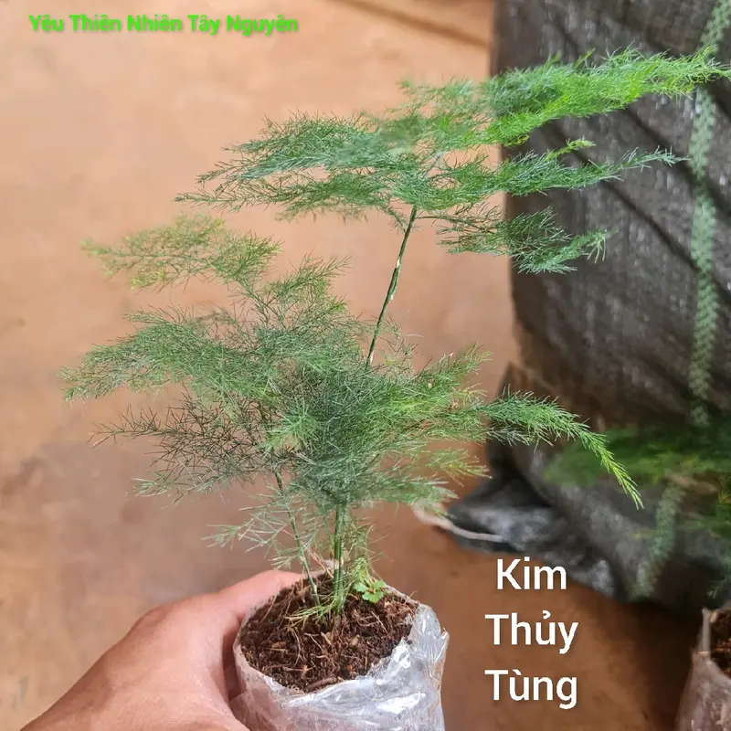 Cây Kim Thủy Tùng set terrarium, bonsai để bàn, tiểu cảnh, cây phong thủy 0