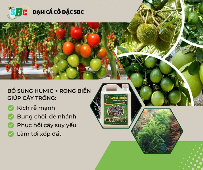 Thùng 6 can đạm cá cô đặc SBC loại 5 lít - phân bón hữu cơ bổ sung thêm humic và rong biển, dưỡng chất trung vi lượng giúp cây siêu kích rễ mạnh, phát triển nhanh, tăng năng suất, giúp  cho đất tơi xốp, phun lá hoặc tưới gốc # cà phê, sầu riêng 2