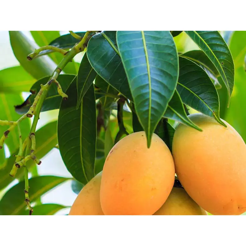 Cây giống Xoài Thanh ca [ Cây ghép cho trái sớm ]. [ GIAO HÀNG NHANH ] 6