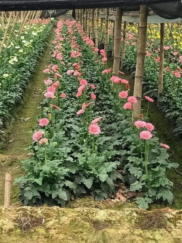 HOA ĐỒNG TIỀN LÙN ( CAO) RỄ TRẦN 5